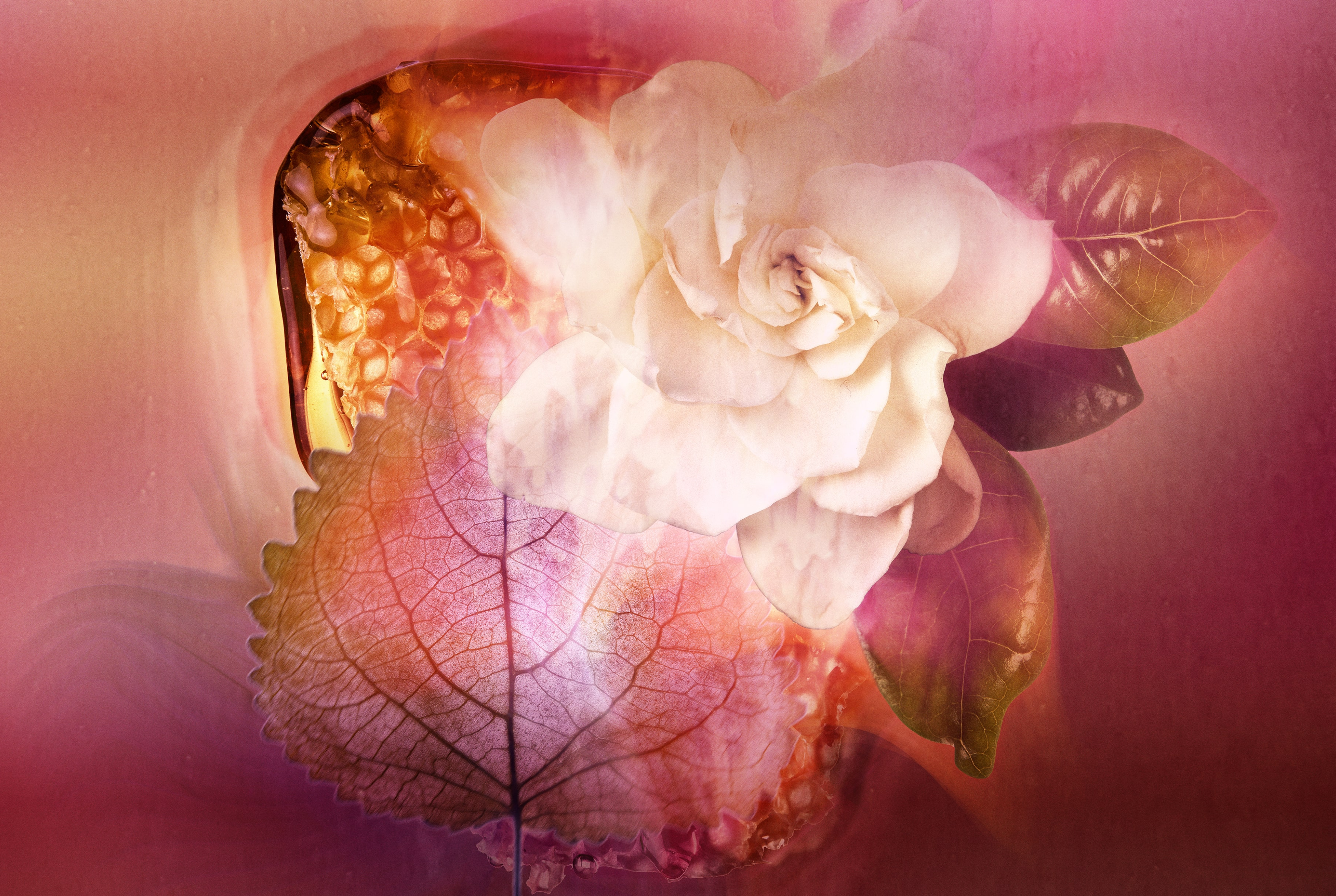 SCANDAL EDP V6 etendu fond seul rvb-min-cropped.png